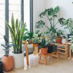 Vary the types of houseplants you use in your decor, combining different shapes, sizes and colors of leaves.