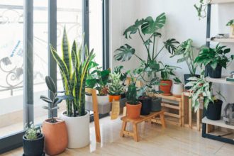Vary the types of houseplants you use in your decor, combining different shapes, sizes and colors of leaves.